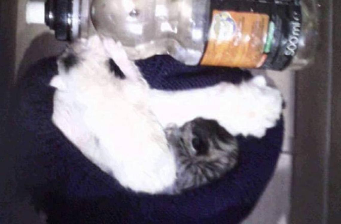Gattini gettati nella spazzatura, li salva un operatore ecologico