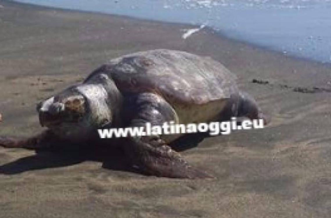 Altro esemplare di tartaruga marina trovato morto in spiaggia