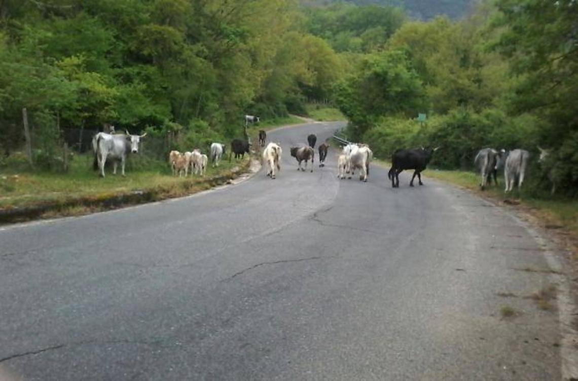 Recupero dei bovini vaganti, revocato l'incarico alla ditta