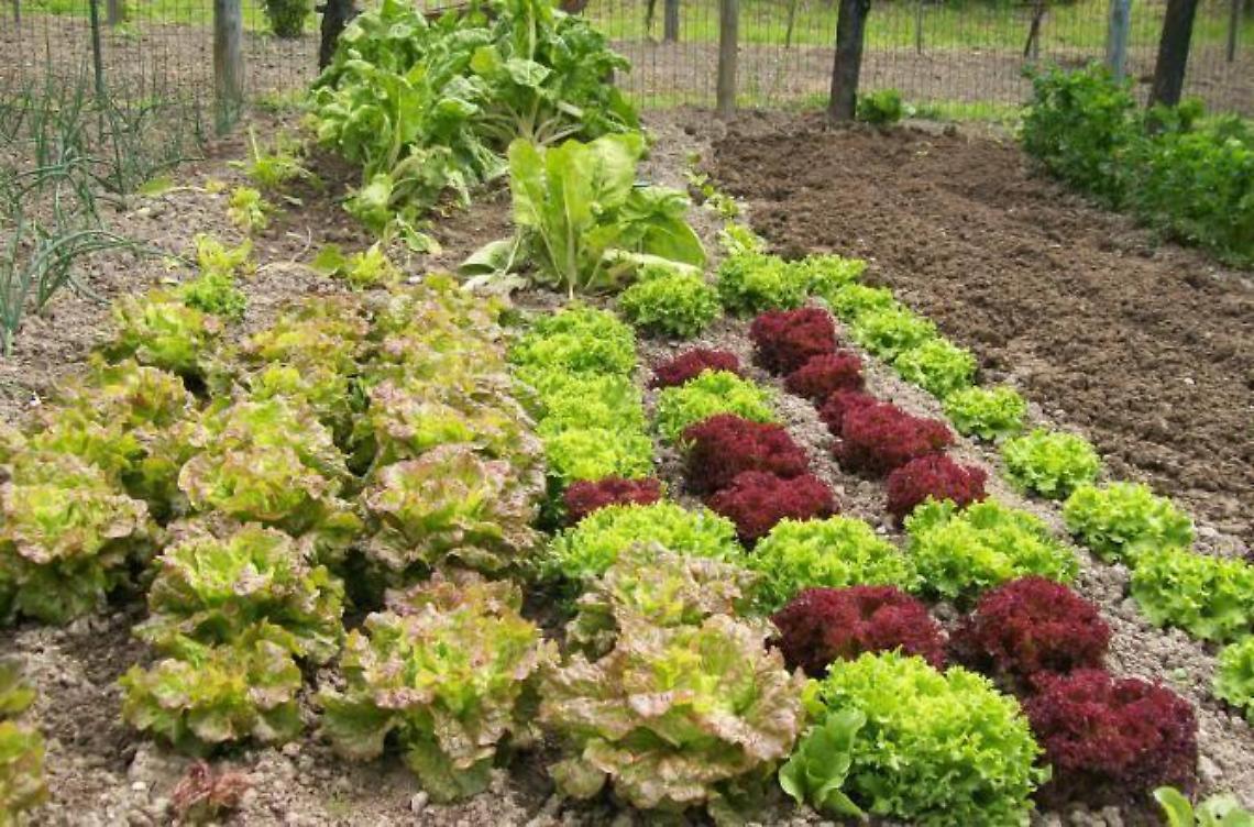 20 milioni di italiani hanno l'orto, ma solo uno su quattro lo fa per mangiare sano 