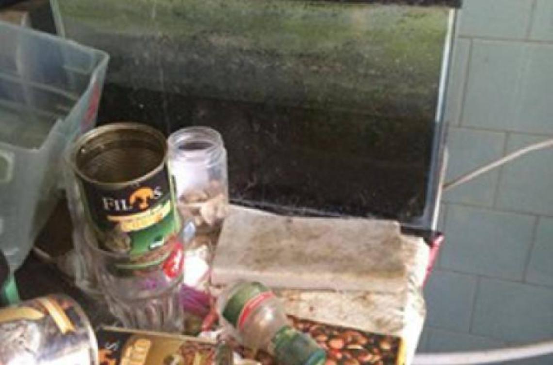 Trovati due gatti morti in un appartamento sgomberato