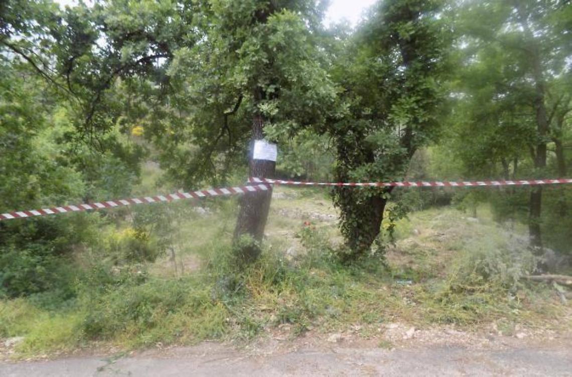 Macchia mediterranea tagliata senza permessiUn imprenditore denunciato dai forestali