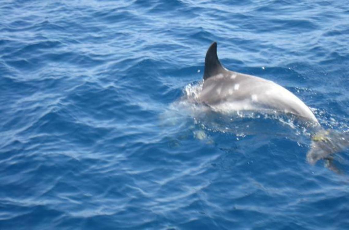 Un branco di delfini al largo dell'isola di Zannone