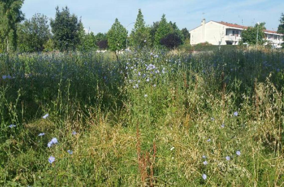 Ancora erba alta in Q4, interventi effettuati ma solo in alcune aree