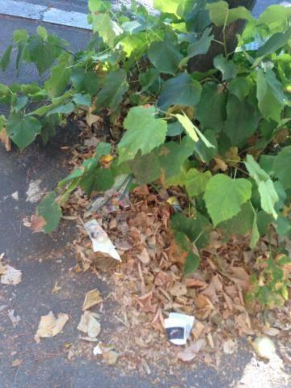 Odori fastidiosi in centro, residenti allarmati per l'uso dei diserbanti