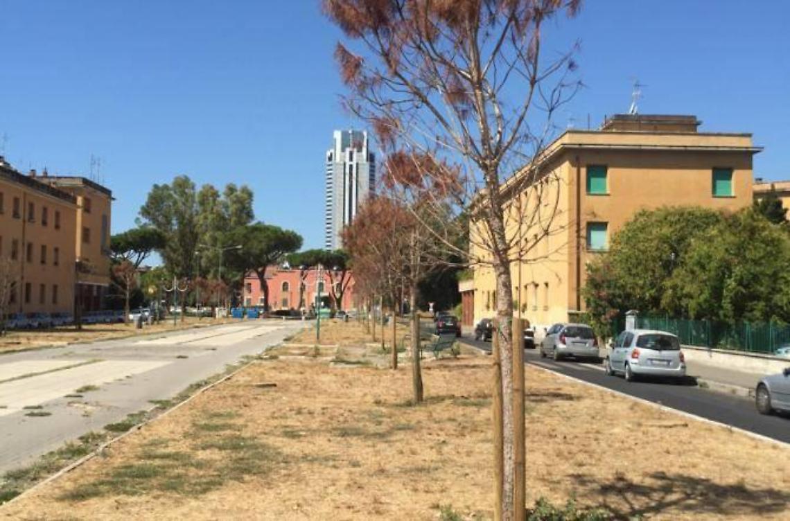 Gi&agrave; completamente secchi i pini piantati pochi mesi fa in viale Italia