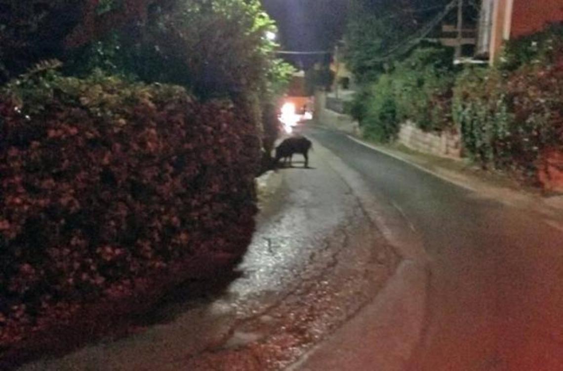 Cinghiali in strada e nei giardini delle villette