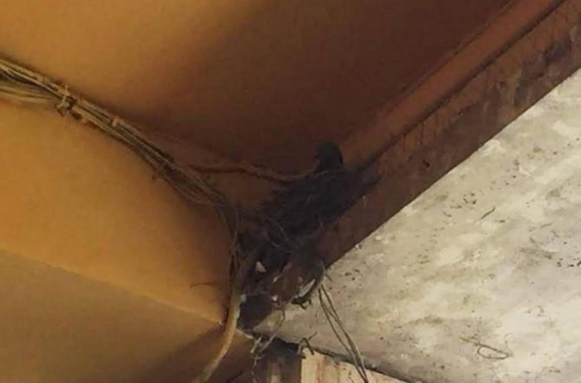 Piccioni "irriducibili": nidificano pure sui dissuasori nel centro storico