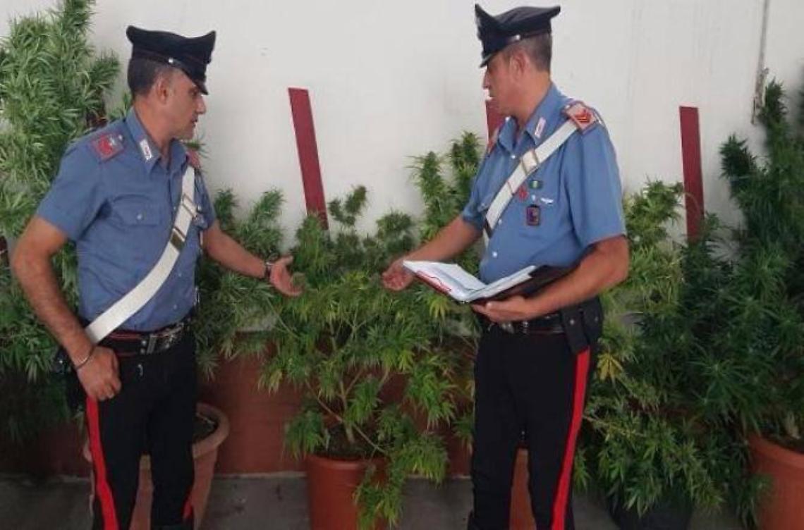 In casa con piante e marijuana gi&agrave; pronta allo spaccio. Due arrestati