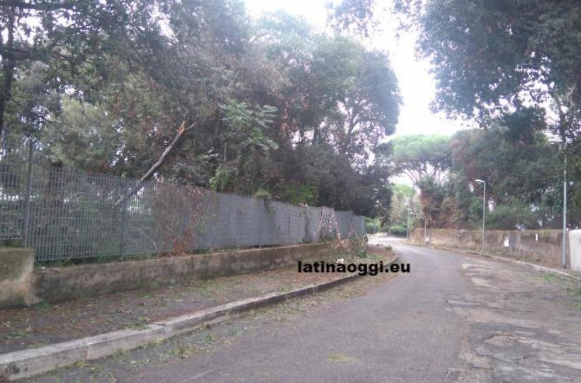 Cade un albero in via Olmata