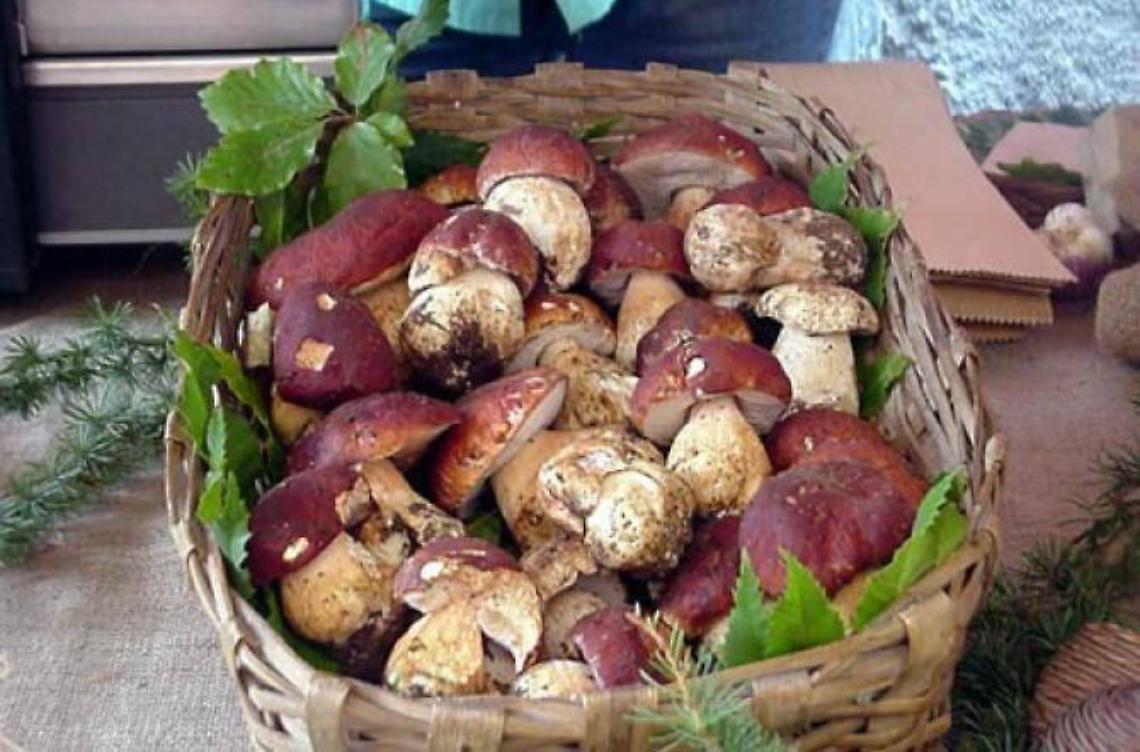 Raccolta funghi nel Parco, le informazioni su giorni e permessi