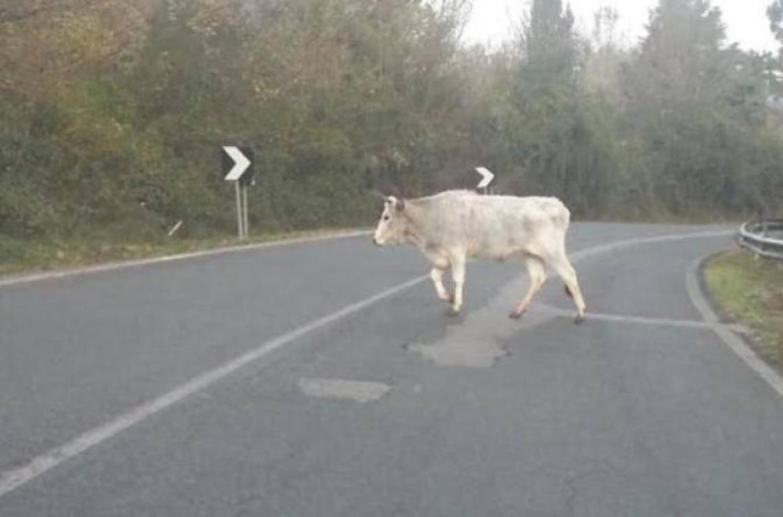 Una mucca imbizzarrita si scaglia contro un'auto della polizia