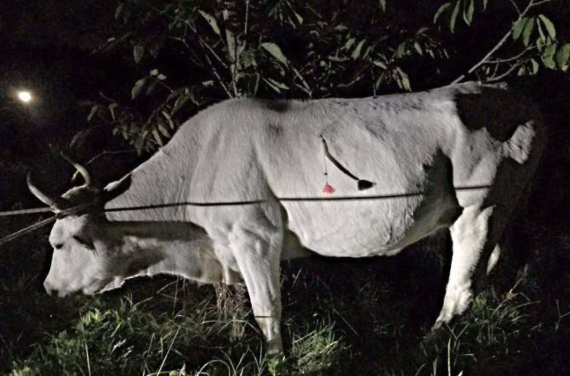 Recuperata la mucca che speronò la Volante della polizia