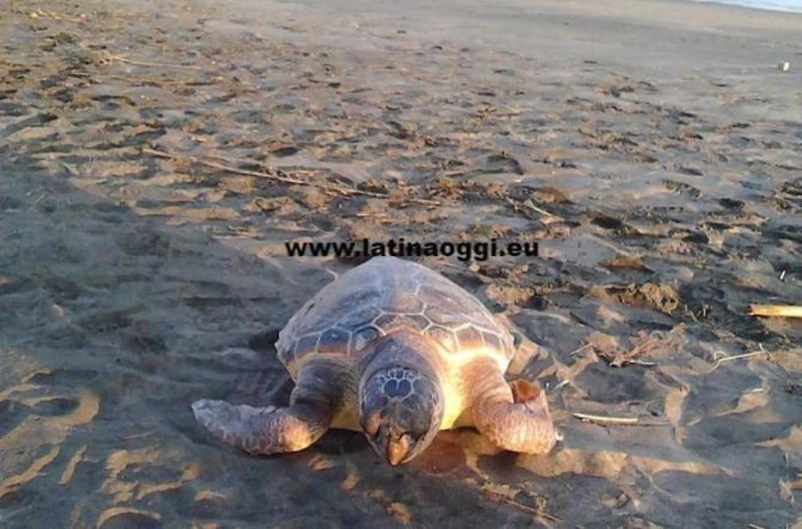 Un'altra tartaruga marina trovata morta sulle spiagge pontine
