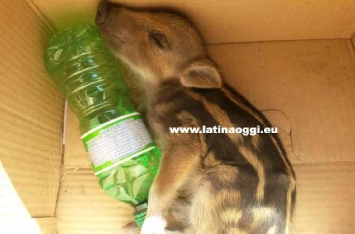 Piccolo di cinghiale salvato da un escursionista si affezione all'uomo (video)