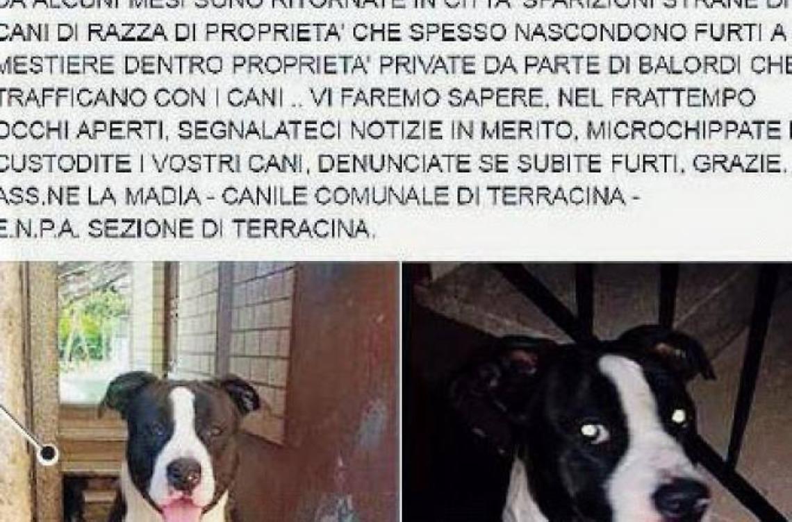 Cani di razza, nuova escalation di furti