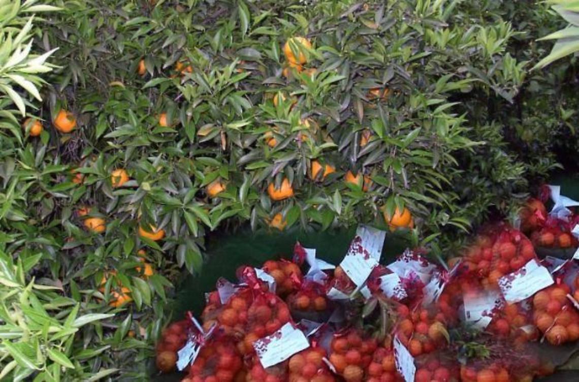 Agrumi della Piana in dono alle popolazioni vittime del terremoto