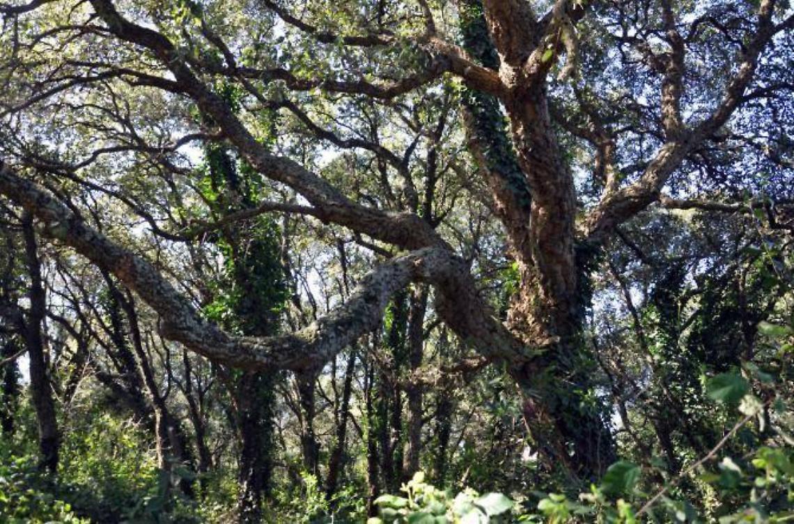 La Sughereta sarà gestita dal Parco dei Castelli Romani