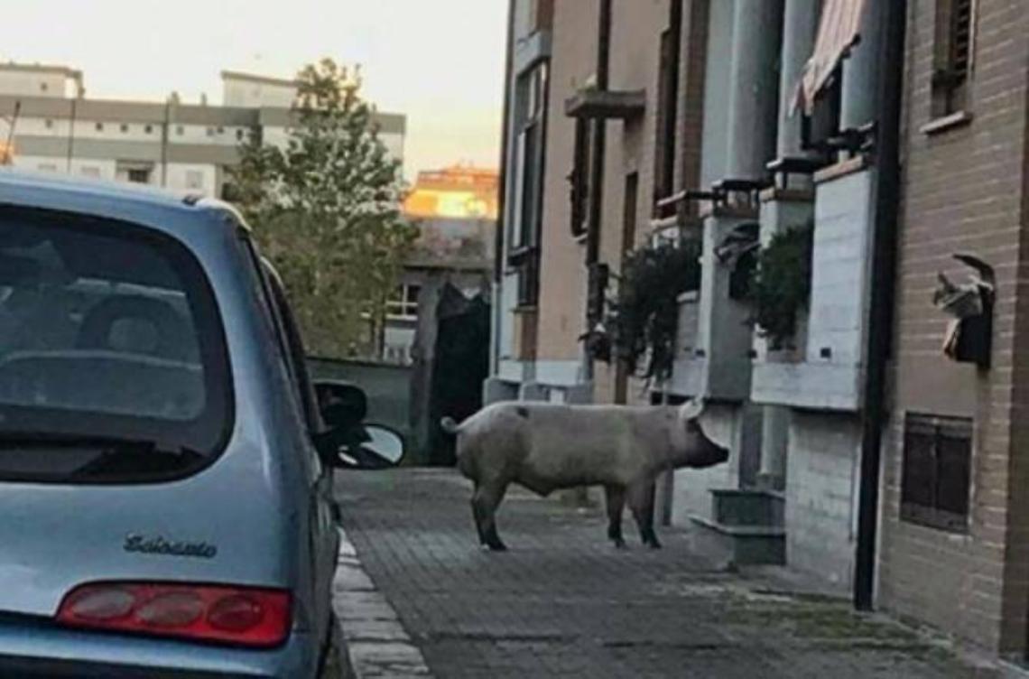 Grosso maiale a spasso per Campo Boario. La foto diventa virale