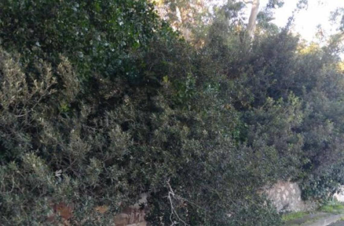 Maltempo sul litorale, danni a Villa Borghese