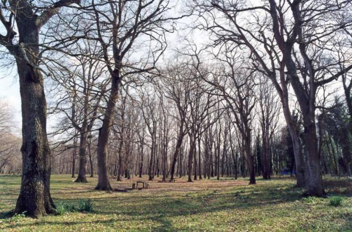 Elezioni per l'Università Agraria, le idee dei candidati per il Bosco di Foglino