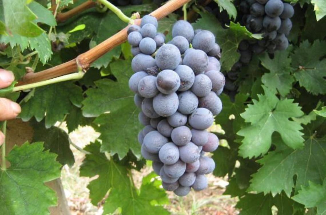 Alla riscoperta della "Vitis Setina", prelevati nove campioni di tralci per ricercare l'uva che faceva "impazzire" i Romani