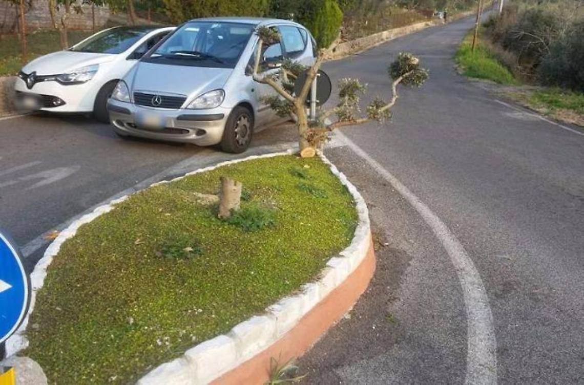 Ulivo tagliato e gettato via, la denuncia del sindaco