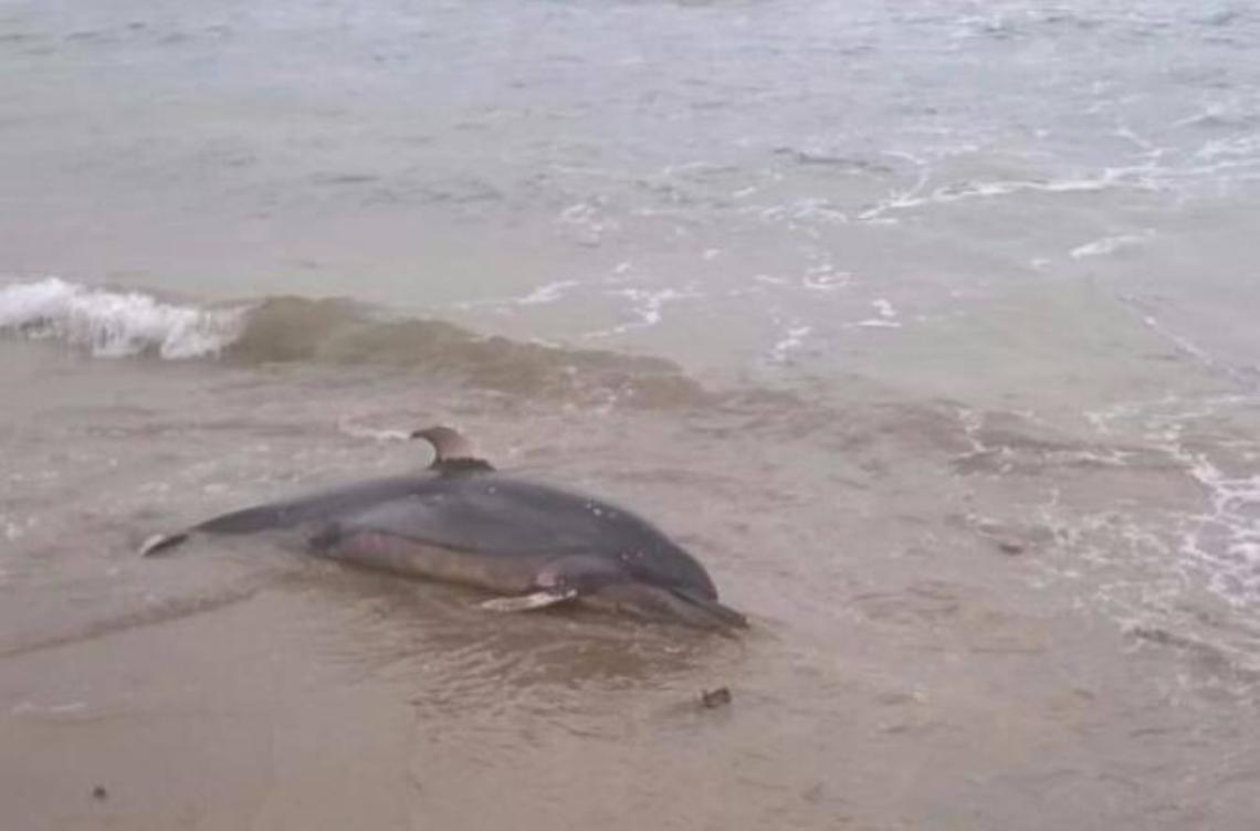 Triste ritrovamento a San Felice: delfino morto in spiaggia