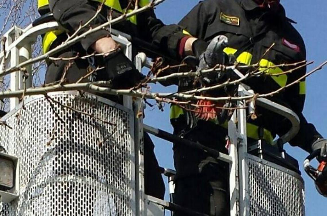 I vigili del fuoco salvano il pappagallo Pelù, rimasto impigliato in un albero 