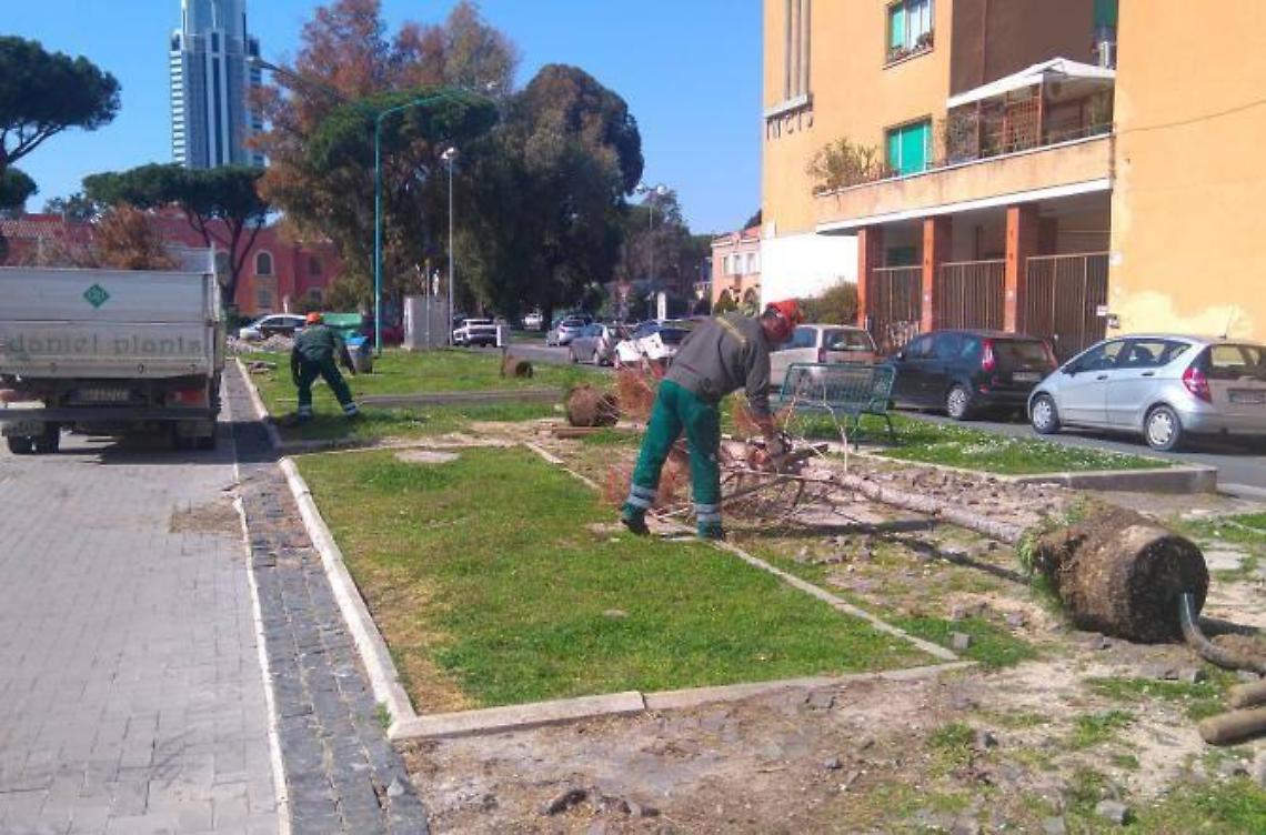 Arrivano gli aceri in viale Italia, avviata la piantumazione
