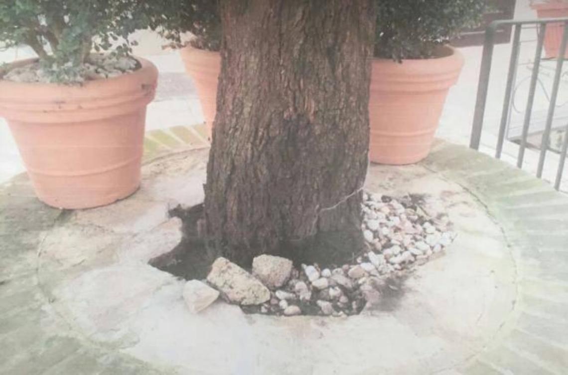 Vandali in azione nella piazzetta del Comune. Presa di mira la quercia storica