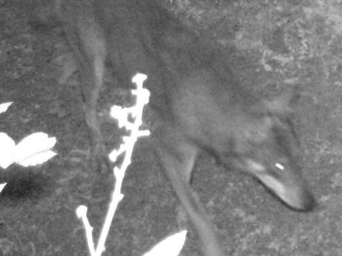 Il lupo torna nel Parco del Circeo: l'esemplare immortalato dalla fototrappola
