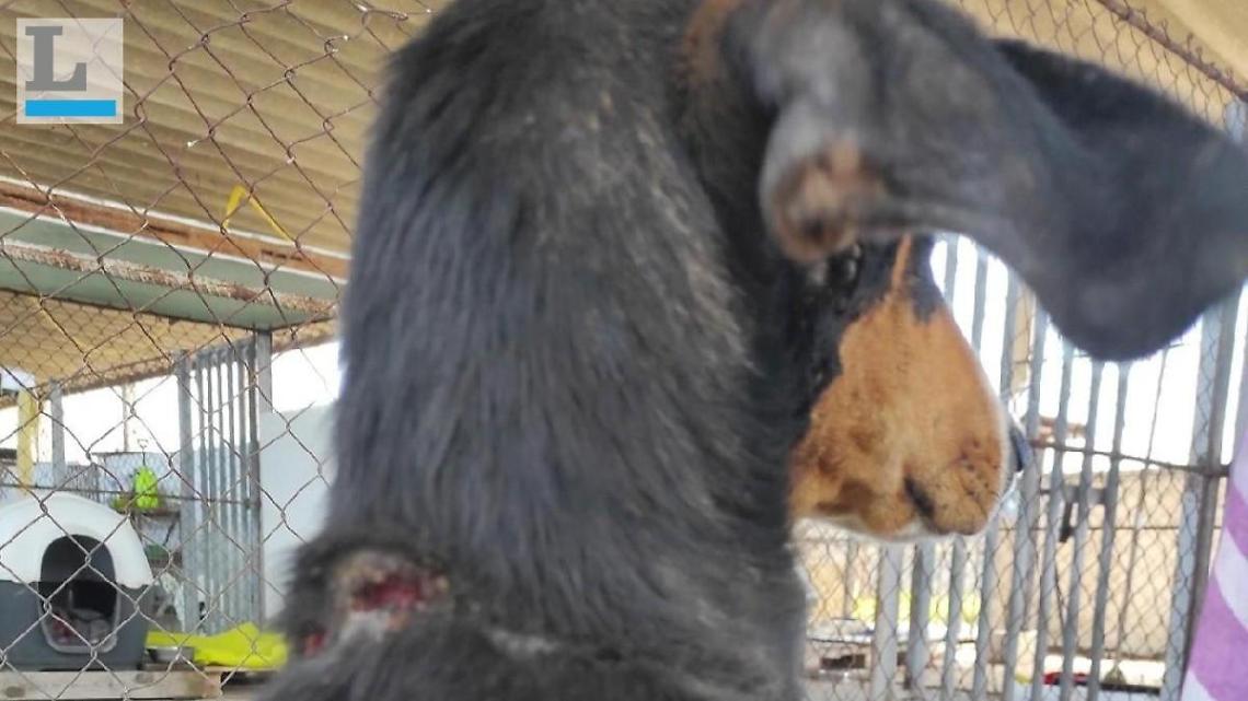 Cane lasciato attaccato alla catena per giorni, la denuncia