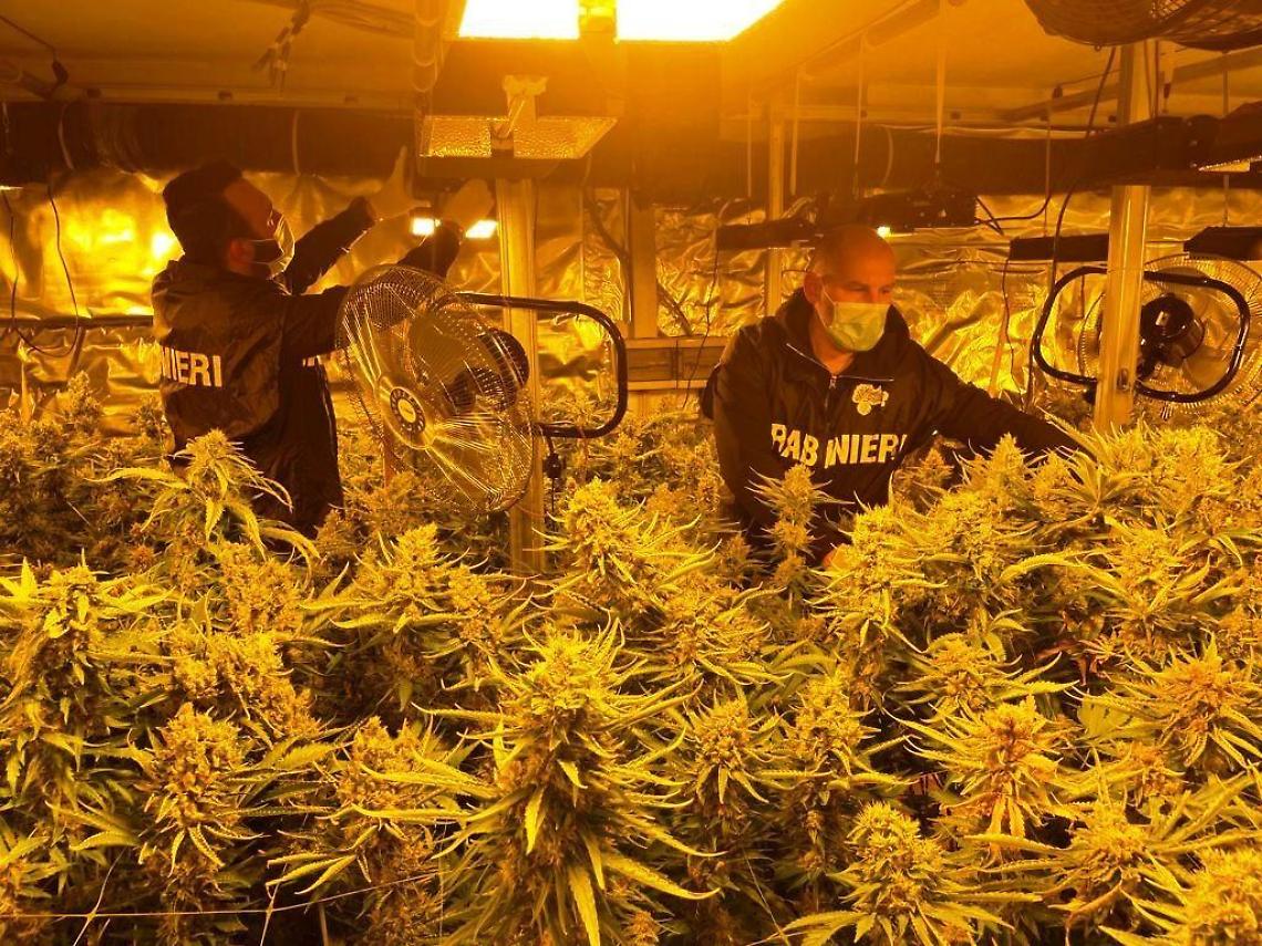 Maxi sequesto di marijuana: nel camion c'erano 160 kg di stupefacente