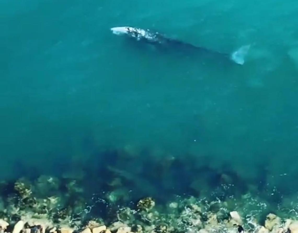 La balena Wally, avvistata anche a Ponza, rischia di morire