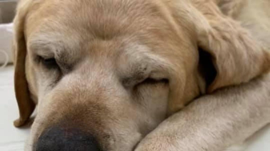 "Abbaiamo per Birillo". La fiaccolata per il cane ucciso a bastonate