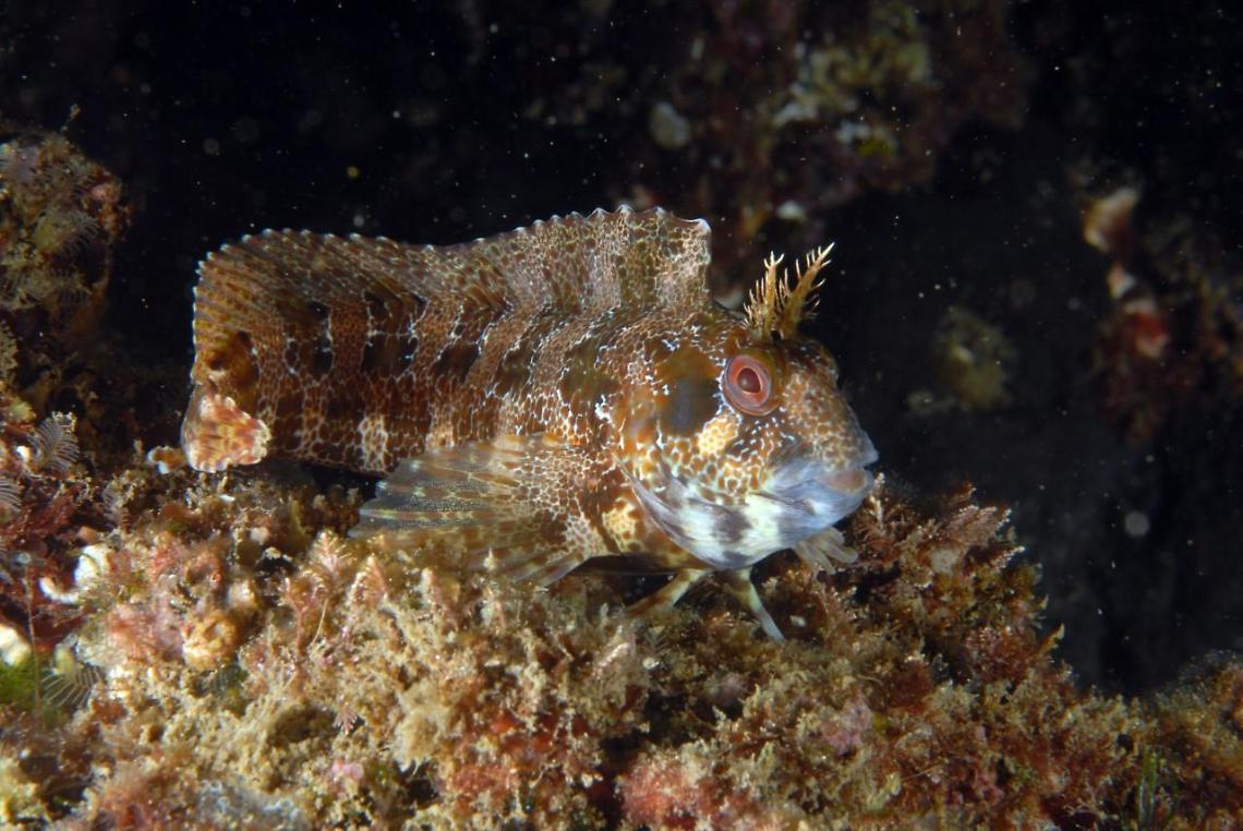 La piccola fauna costiera scompare dal golfo di Gaeta