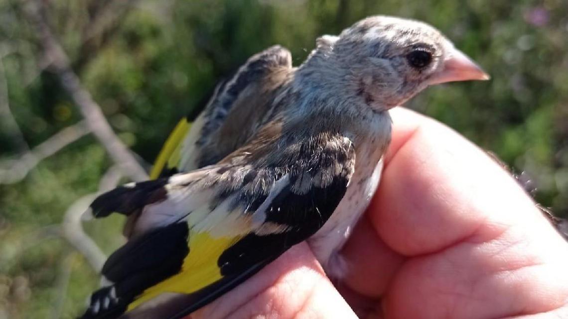 Bracconaggio di cardellini al Lago di Fondi, denunciato un 22enne