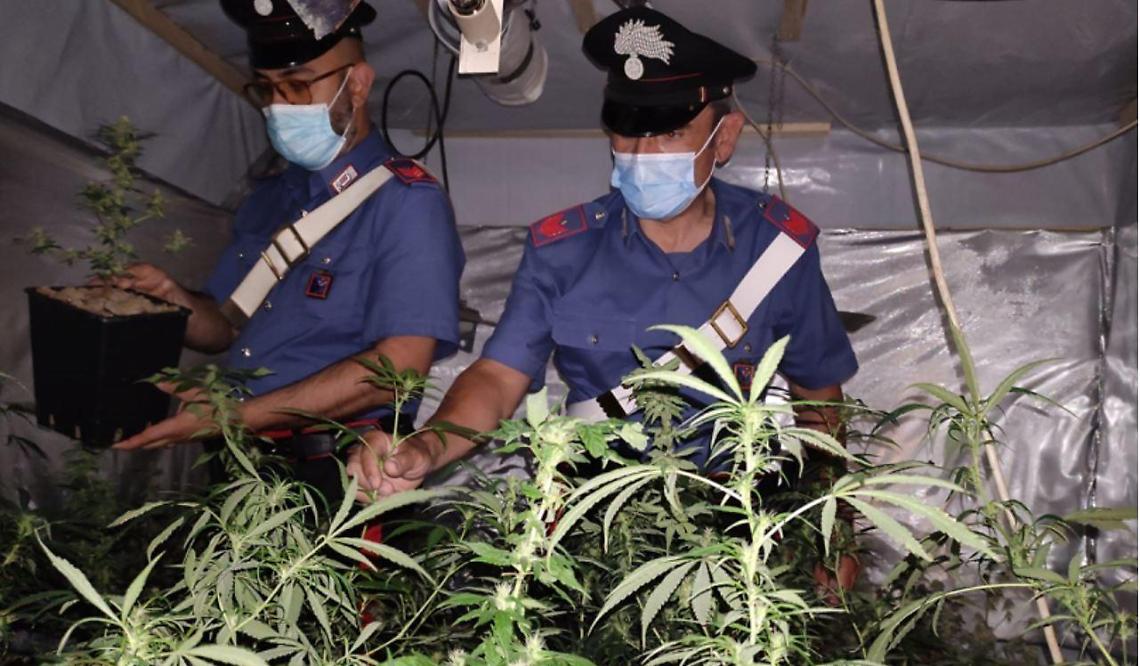 Una serra di marijuana in casa, 41enne arrestato. Droga sequestrata