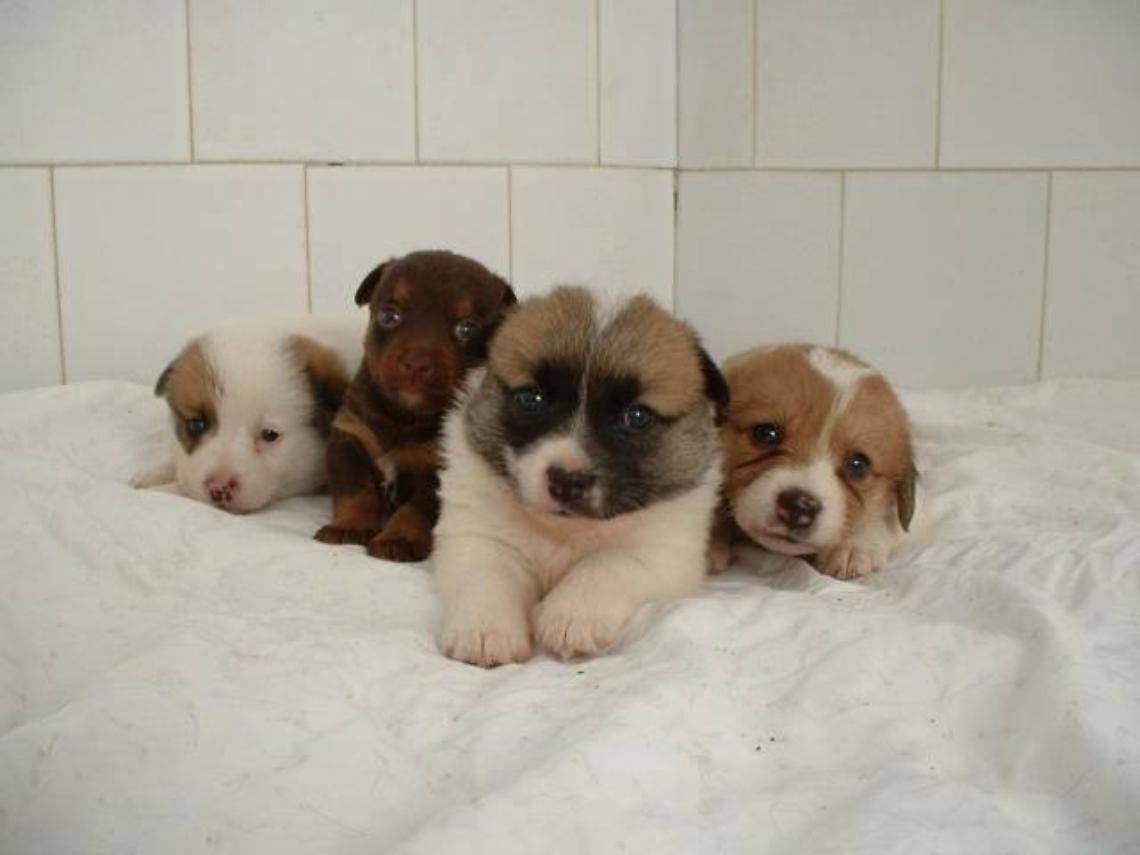 Scontro legale per i cani adottati: denunce e diffide