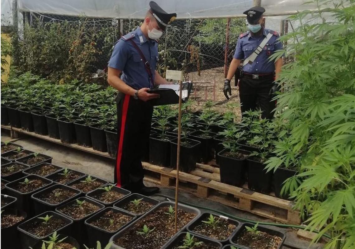 Coltivavano marijuana in una serra per poi spacciarla: 3 arresti