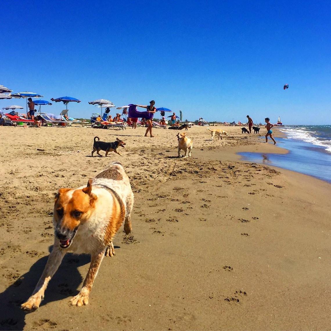Cani in spiaggia Il Tar chiude il caso
