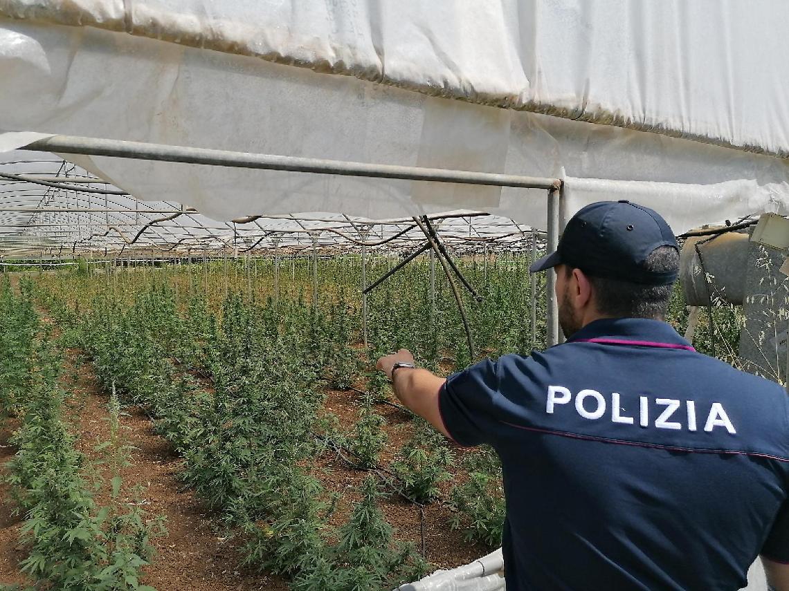 Coltivavano 1.800 piante di marijuana: due persone denunciate
