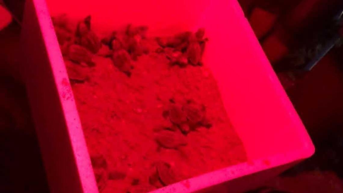 Si sono schiuse le uova delle tartarughe deposte a Terracina