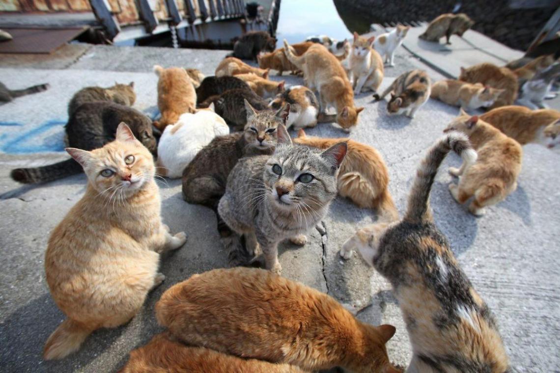 Gaeta, il Comune vieta di dar da mangiare ai gatti del cimitero
