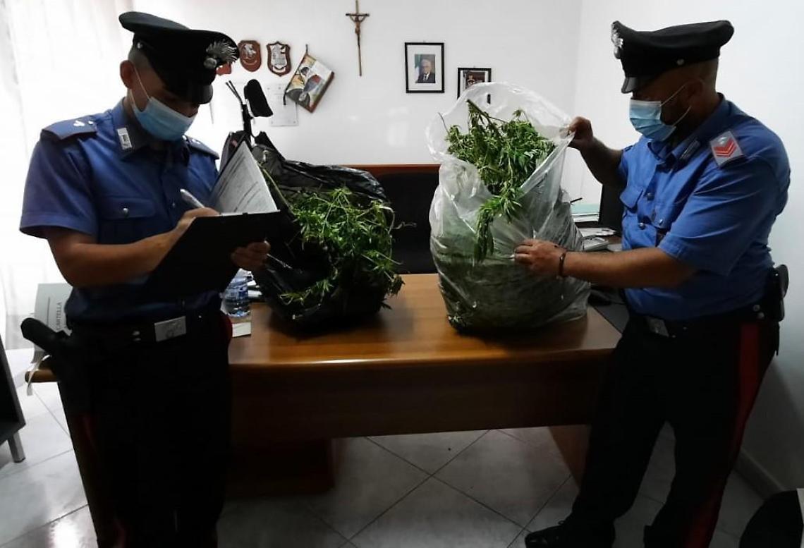 Coltivavano 13 piante di marijuana in casa: due arresti