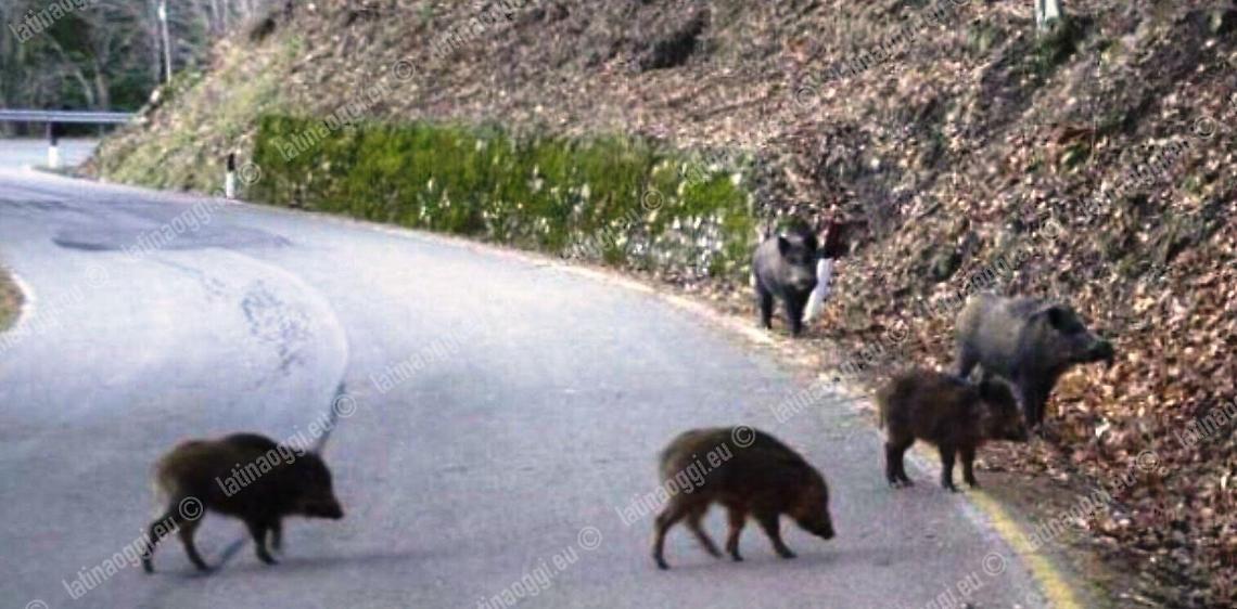 Itri, una mandria di cinghiali attraversa la strada. Il video