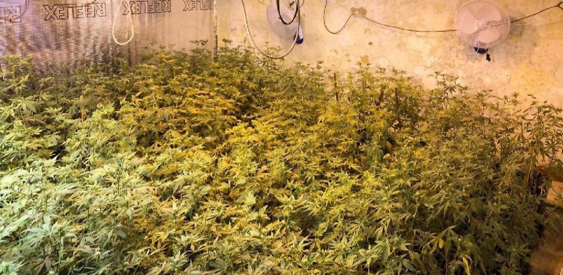 Aveva in casa 171 piante di marijuana : arrestato