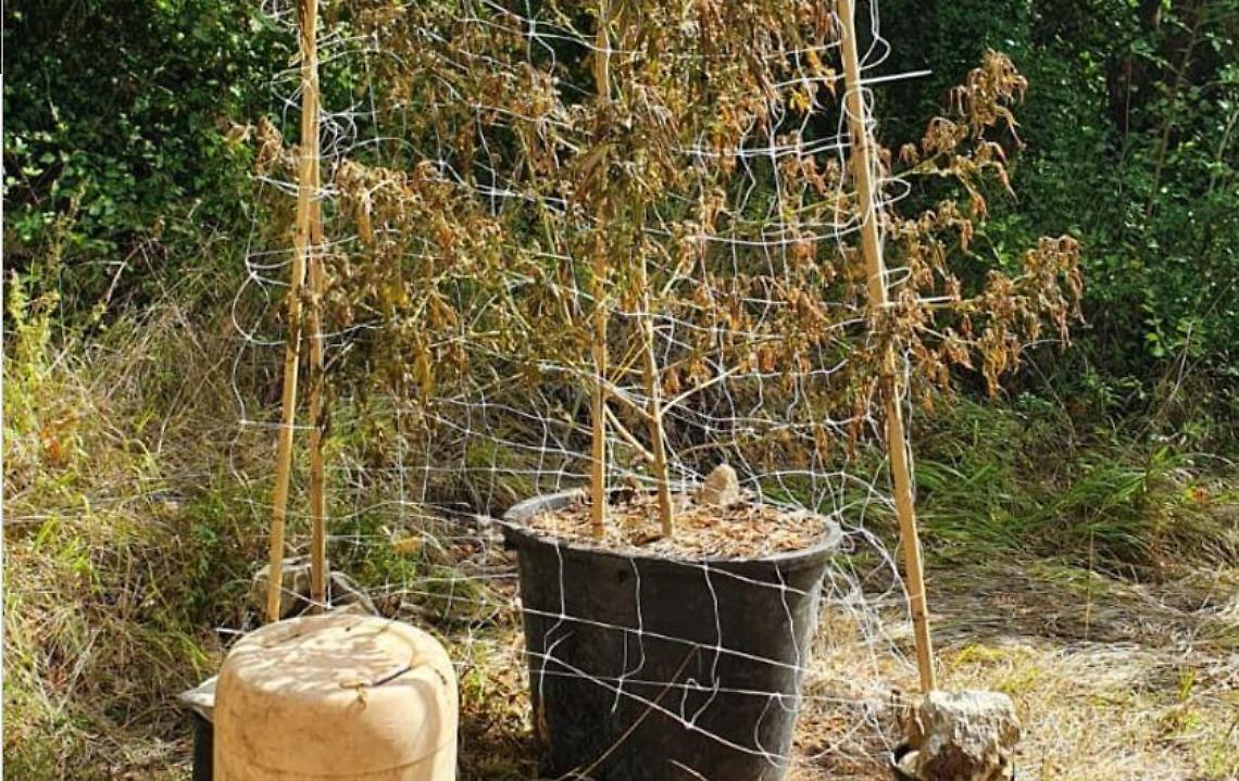 Hashish e marijuana in casa, due denunce da parte dei carabinieri
