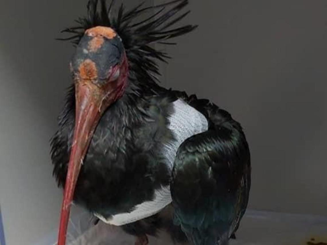 Operato l'Ibis ferito da una pallottola. Non si sa se potrà tornare a volare